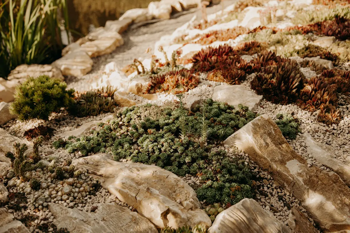 A rock garden of low succulents among pale boulders and gravel mulch.